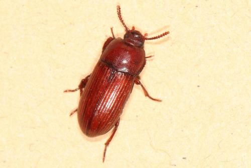 Uloma culinaris